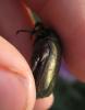 Potosia cuprea metallica